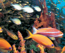 open water and advanced open water training, rescue training, dive master training, specialty courses training, diving instructor training